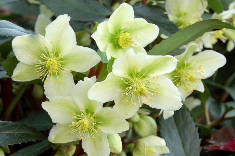 Helleborus × Nigercors 'Honeyhill Joy', Honeyhill Joy Hellebore, Helleborus 'Honeyhill Joy', Helleborus 'Honeyhill Joy',  White Hellebore, White Lenten Rose