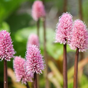 Helonias bullata, Swamp Pink, Pink Flowers