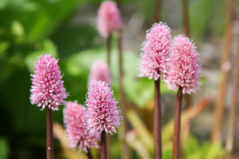 Helonias bullata, Swamp Pink, Pink Flowers