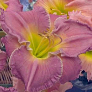 Hemerocallis Advanced Party, Daylily Advanced Party, Day Lily Advanced Party, Advanced Party Daylily, Very early season Daylily, Pink daylilies, Pink Daylily, Day Lilies, Pink flowers, Pink Hemerocallis
