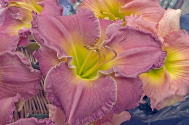 Hemerocallis Advanced Party, Daylily Advanced Party, Day Lily Advanced Party, Advanced Party Daylily, Very early season Daylily, Pink daylilies, Pink Daylily, Day Lilies, Pink flowers, Pink Hemerocallis