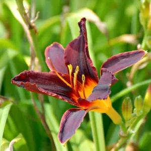 Hemerocallis 'Africa', Daylily 'Africa', Day Lily 'Africa', 'Africa' Daylily, Late Midseason Daylily, Black daylilies, Black Daylily, Day Lilies, Black flowers, Black Hemerocallis