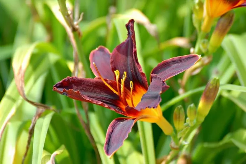 Hemerocallis 'Africa', Daylily 'Africa', Day Lily 'Africa', 'Africa' Daylily, Late Midseason Daylily, Black daylilies, Black Daylily, Day Lilies, Black flowers, Black Hemerocallis