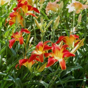 Hemerocallis 'All American Chief', Daylily 'All American Chief', Day Lily 'All American Chief', 'All American Chief' Daylily, Early Midseason Daylily, Red daylilies, Red Daylily, Day Lilies, Red flowers, Red Hemerocallis