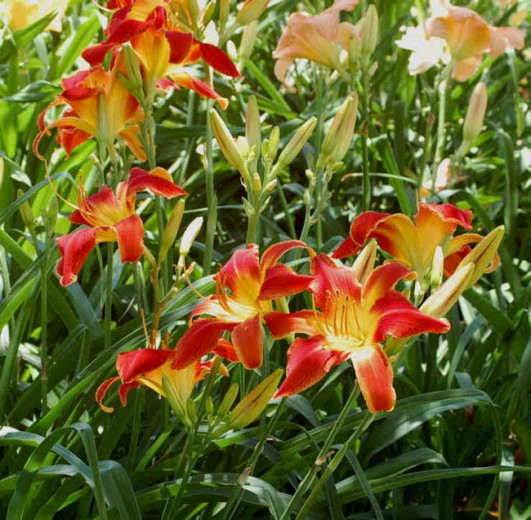 Hemerocallis 'All American Chief', Daylily 'All American Chief', Day Lily 'All American Chief', 'All American Chief' Daylily, Early Midseason Daylily, Red daylilies, Red Daylily, Day Lilies, Red flowers, Red Hemerocallis
