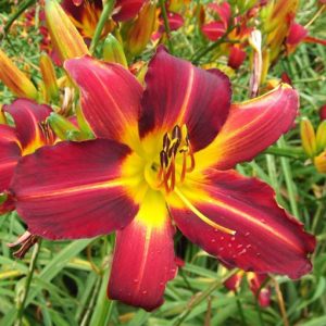 Hemerocallis Allegiance, Daylily Allegiance, Day Lily Allegiance,Allegiance Daylily, Early Season Daylily, Red daylilies, Red Daylily, Red flowers, Red Hemerocallis