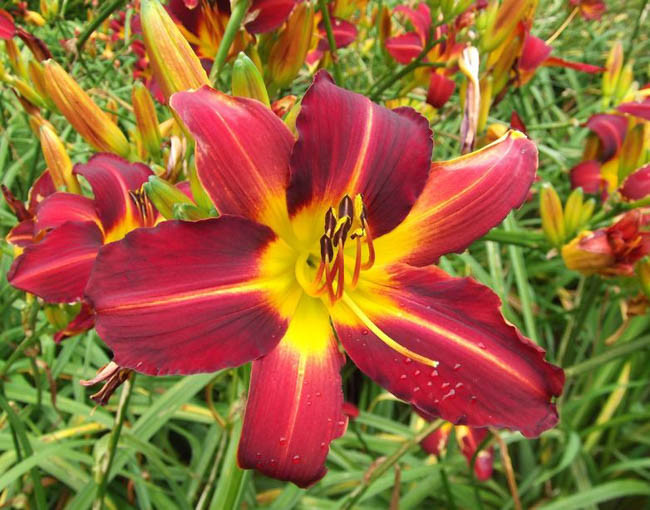 Hemerocallis Allegiance, Daylily Allegiance, Day Lily Allegiance,Allegiance Daylily, Early Season Daylily, Red daylilies, Red Daylily, Red flowers, Red Hemerocallis
