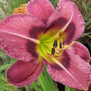 Hemerocallis Always Afternoon, Daylily Always Afternoon, Day Lily Always Afternoon, Always Afternoon Daylily, Reblooming Daylily, daylilies, Daylily, Day Lilies, Purple flowers, Purple day lily, Purple Daylily, Purple hemerocallis