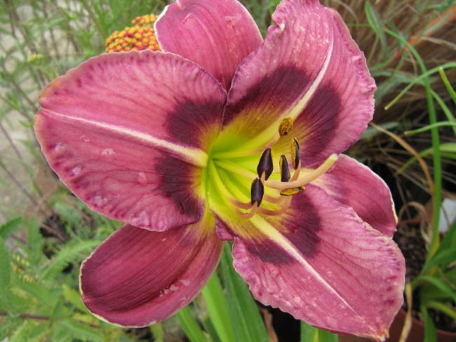 Hemerocallis Always Afternoon, Daylily Always Afternoon, Day Lily Always Afternoon, Always Afternoon Daylily, Reblooming Daylily, daylilies, Daylily, Day Lilies, Purple flowers, Purple day lily, Purple Daylily, Purple hemerocallis