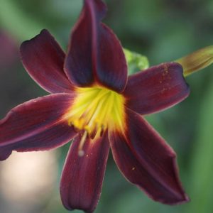 Hemerocallis American Revolution, Daylily American Revolution, Day Lily American Revolution,American Revolution Daylily, Midseason Daylily, Black daylilies, Black Daylily, Black flowers, Black Hemerocallis