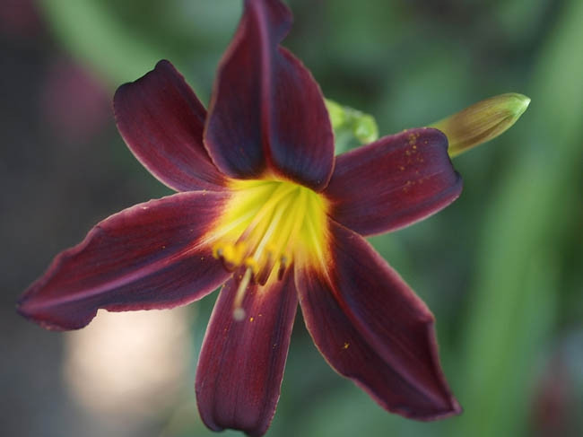 Hemerocallis American Revolution, Daylily American Revolution, Day Lily American Revolution,American Revolution Daylily, Midseason Daylily, Black daylilies, Black Daylily, Black flowers, Black Hemerocallis
