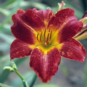 Hemerocallis Anzac, Daylily Anzac, Day Lily Anzac, Anzac Daylily, Midseason Daylily, Red daylilies, Red Daylily, Day Lilies, Red flowers, Red Hemerocallis