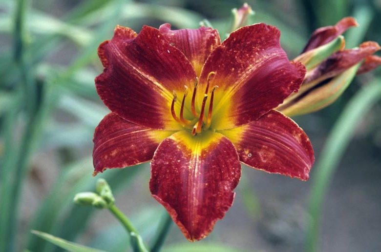 Hemerocallis Anzac, Daylily Anzac, Day Lily Anzac, Anzac Daylily, Midseason Daylily, Red daylilies, Red Daylily, Day Lilies, Red flowers, Red Hemerocallis