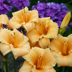 Hemerocallis Apricot Sparkles, Daylily Apricot Sparkles, Day Lily Apricot Sparkles, Apricot Sparkles Daylily, Reblooming Daylily, daylilies, Daylily, Day Lilies, Apricot flowers, Apricot  day lily, Apricot  Daylily
