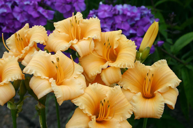 Hemerocallis Apricot Sparkles, Daylily Apricot Sparkles, Day Lily Apricot Sparkles, Apricot Sparkles Daylily, Reblooming Daylily, daylilies, Daylily, Day Lilies, Apricot flowers, Apricot  day lily, Apricot  Daylily