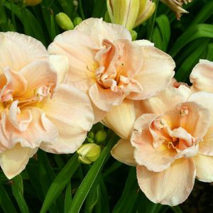 Hemerocallis Aubrey Johnson, Daylily Aubrey Johnson, Day Lily Aubrey Johnson, Aubrey Johnson Daylily, Midseason Daylily, Pink daylilies, Pink Daylily, Day Lilies, Pink flowers, Pink Hemerocallis