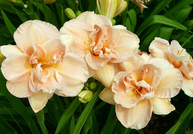 Hemerocallis Aubrey Johnson, Daylily Aubrey Johnson, Day Lily Aubrey Johnson, Aubrey Johnson Daylily, Midseason Daylily, Pink daylilies, Pink Daylily, Day Lilies, Pink flowers, Pink Hemerocallis