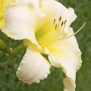 Hemerocallis August Frost, Daylily August Frost, Day Lily August Frost, August Frost Daylily, daylilies, Daylily, Day Lilies, White day lily, White Daylily, White Hemerocallis