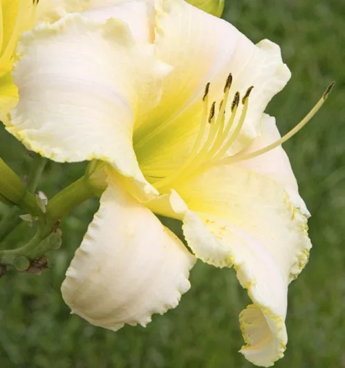 Hemerocallis August Frost, Daylily August Frost, Day Lily August Frost, August Frost Daylily, daylilies, Daylily, Day Lilies, White day lily, White Daylily, White Hemerocallis