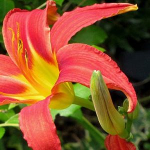 Hemerocallis Autumn Accent, Daylily Autumn Accent, Day Lily Autumn Accent, Autumn Accent Daylily, Very Late Season Daylily, Red daylilies, Red Daylily, Day Lilies, Red flowers, Red Hemerocallis