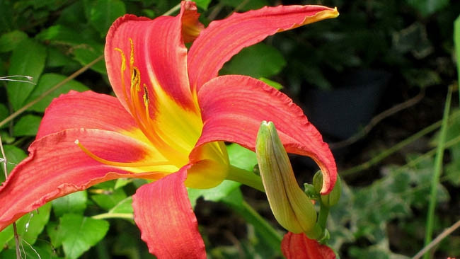 Hemerocallis Autumn Accent, Daylily Autumn Accent, Day Lily Autumn Accent, Autumn Accent Daylily, Very Late Season Daylily, Red daylilies, Red Daylily, Day Lilies, Red flowers, Red Hemerocallis