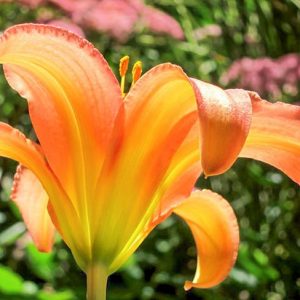 Hemerocallis Autumn Pride, Daylily Autumn Pride, Day Lily Autumn Pride, Autumn Pride Daylily, daylilies, Daylily, Day Lilies, Coral pink day lily, Coral pink Daylily, Coral pink Hemerocallis