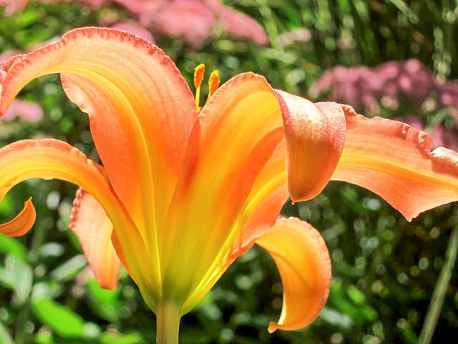 Hemerocallis Autumn Pride, Daylily Autumn Pride, Day Lily Autumn Pride, Autumn Pride Daylily, daylilies, Daylily, Day Lilies, Coral pink day lily, Coral pink Daylily, Coral pink Hemerocallis
