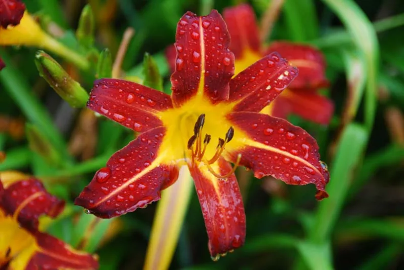 Hemerocallis 'Autumn Red', Daylily 'Autumn Red', Day Lily 'Autumn Red', 'Autumn Red' Daylily, daylilies, Daylily, Day Lilies, Red flowers, Orange day lily, Orange Daylily, Hemerocallidaceae, perennial, plant