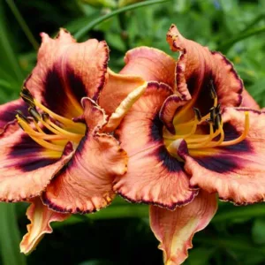 Hemerocallis Awesome Blossom, Daylily Awesome Blossom, Day Lily Awesome Blossom, Awesome Blossom Daylily, Early Midseason Daylily, Pink daylilies, Pink Daylily, Day Lilies, Pink flowers, Pink Hemerocallis