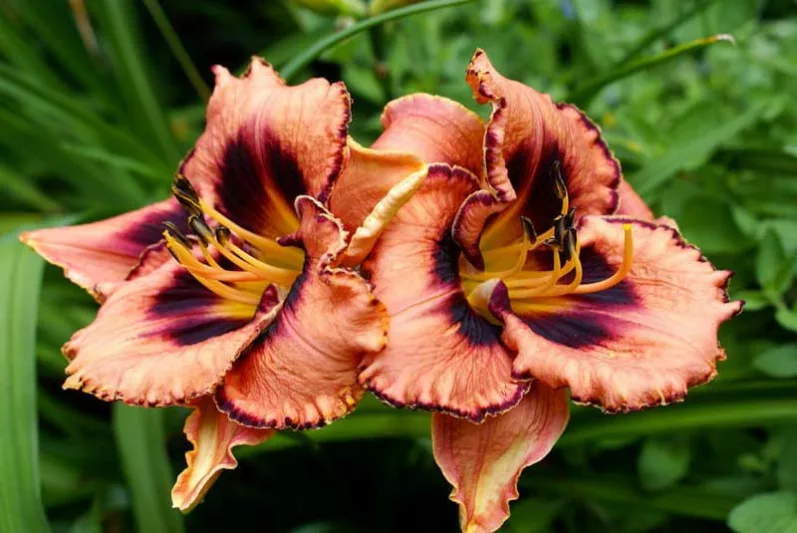 Hemerocallis Awesome Blossom, Daylily Awesome Blossom, Day Lily Awesome Blossom, Awesome Blossom Daylily, Early Midseason Daylily, Pink daylilies, Pink Daylily, Day Lilies, Pink flowers, Pink Hemerocallis