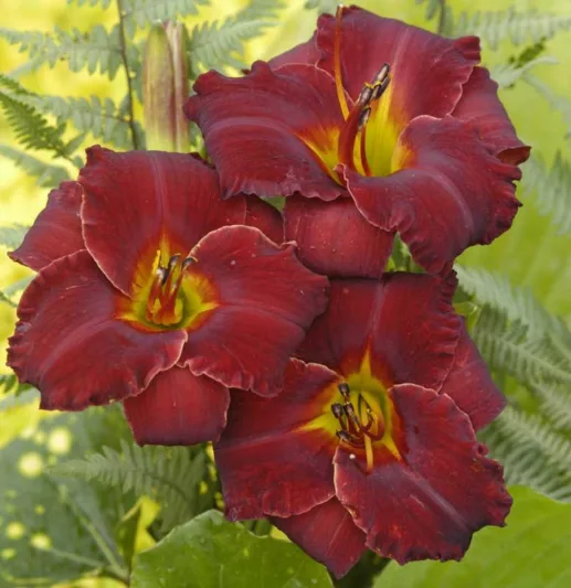 Hemerocallis Bama Bound, Daylily Bama Bound, Day Lily Bama Bound, Bama Bound Daylily, Midseason Daylily, Red daylilies, Red Daylily, Red flowers, Red Hemerocallis