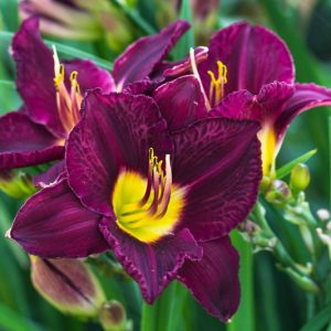 Hemerocallis Bela Lugosi, Daylily Bela Lugosi, Day Lily Bela Lugosi, Bela Lugosi Daylily, Midseason Daylily, Purple daylilies, Purple Daylily, Day Lilies, Purple flowers, Purple Hemerocallis