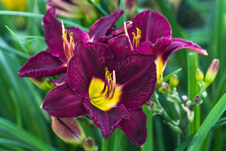 Hemerocallis Bela Lugosi, Daylily Bela Lugosi, Day Lily Bela Lugosi, Bela Lugosi Daylily, Midseason Daylily, Purple daylilies, Purple Daylily, Day Lilies, Purple flowers, Purple Hemerocallis