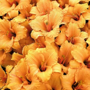 Hemerocallis Bertie Ferris, Daylily Bertie Ferris, Day Lily Bertie Ferris,Bertie Ferris Daylily, Early Season Daylily, Yellow daylilies, Yellow Daylily, Yellow flowers, Yellow Hemerocallis