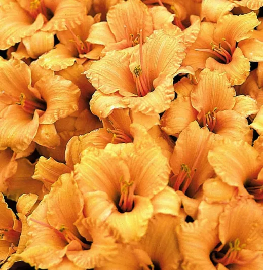 Hemerocallis Bertie Ferris, Daylily Bertie Ferris, Day Lily Bertie Ferris,Bertie Ferris Daylily, Early Season Daylily, Yellow daylilies, Yellow Daylily, Yellow flowers, Yellow Hemerocallis