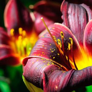 Hemerocallis Black Magic, Daylily Black Magic, Day Lily Black Magic, Black Magic Daylily, Late Midseason Daylily, Black daylilies, Black Daylily, Day Lilies, Black flowers, Black Hemerocallis