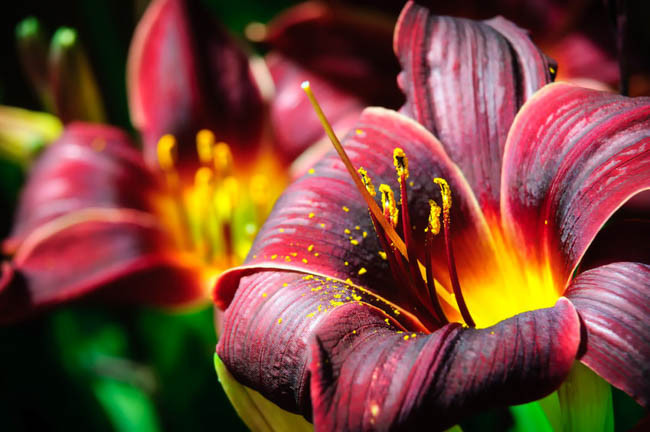Hemerocallis Black Magic, Daylily Black Magic, Day Lily Black Magic, Black Magic Daylily, Late Midseason Daylily, Black daylilies, Black Daylily, Day Lilies, Black flowers, Black Hemerocallis