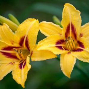 Hemerocallis Bonanza, Daylily Bonanza, Day Lily Bonanza, Bonanza Daylily, Midseason Daylily, yellow daylilies, yellow Daylily, Day Lilies, yellow flowers, yellow Hemerocallis