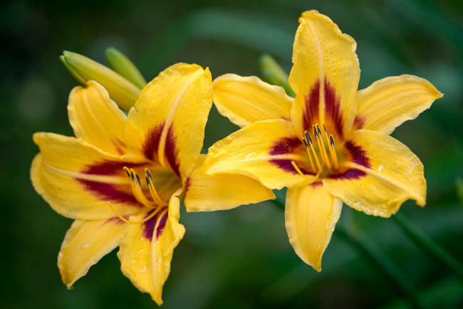 Hemerocallis Bonanza, Daylily Bonanza, Day Lily Bonanza, Bonanza Daylily, Midseason Daylily, yellow daylilies, yellow Daylily, Day Lilies, yellow flowers, yellow Hemerocallis