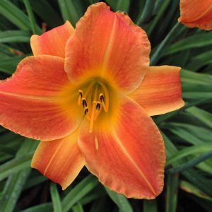 Hemerocallis Bright Sunset, Daylily Bright Sunset, Day Lily Bright Sunset,Bright Sunset Daylily, Early Season Daylily,Orange daylilies, Orange Daylily, Orange flowers, Orange Hemerocallis
