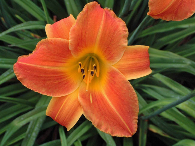 Hemerocallis Bright Sunset, Daylily Bright Sunset, Day Lily Bright Sunset,Bright Sunset Daylily, Early Season Daylily,Orange daylilies, Orange Daylily, Orange flowers, Orange Hemerocallis
