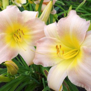 Hemerocallis 'Catherine Woodbury', Daylily 'Catherine Woodbury', Day Lily 'Catherine Woodbury', 'Catherine Woodbury' Daylily, Daylily 'Catherine Woodbery', Day Lily 'Catherine Woodbery', 'Catherine Woodbery' Daylily, daylilies, Daylily, Day Lilies, Pink flowers, Pink  day lily, Pink  Daylily, Hemerocallidaceae, perennial, plant