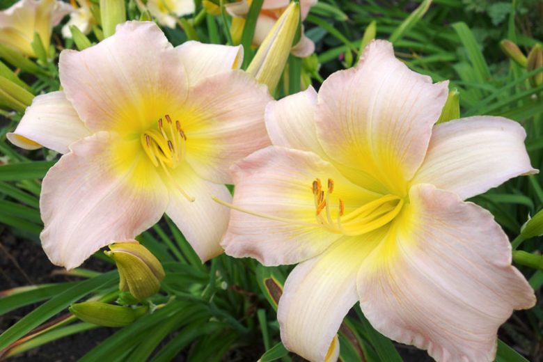 Hemerocallis 'Catherine Woodbury', Daylily 'Catherine Woodbury', Day Lily 'Catherine Woodbury', 'Catherine Woodbury' Daylily, Daylily 'Catherine Woodbery', Day Lily 'Catherine Woodbery', 'Catherine Woodbery' Daylily, daylilies, Daylily, Day Lilies, Pink flowers, Pink  day lily, Pink  Daylily, Hemerocallidaceae, perennial, plant