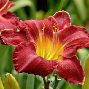 Hemerocallis Charles Johnston, Daylily Charles Johnston, Day Lily Charles Johnston, Charles Johnston Daylily, Early Midseason Daylily, Red daylilies, Red Daylily, Day Lilies, Red flowers, Red Hemerocallis