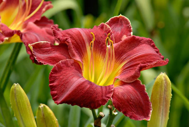 Hemerocallis Charles Johnston, Daylily Charles Johnston, Day Lily Charles Johnston, Charles Johnston Daylily, Early Midseason Daylily, Red daylilies, Red Daylily, Day Lilies, Red flowers, Red Hemerocallis
