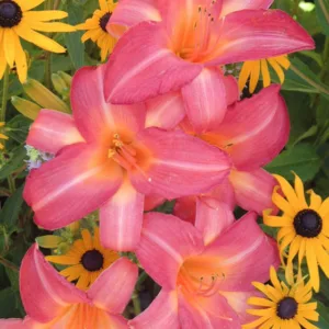 Hemerocallis 'Ruffled Apricot', Daylily 'Ruffled Apricot', Day Lily 'Ruffled Apricot', 'Ruffled Apricot' Daylily, Reblooming Daylily, daylilies, Daylily, Day Lilies, Apricot flowers, Apricot  day lily, Apricot  Daylily, Hemerocallidaceae, perennial, plant
