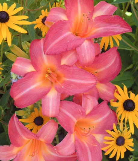 Hemerocallis 'Ruffled Apricot', Daylily 'Ruffled Apricot', Day Lily 'Ruffled Apricot', 'Ruffled Apricot' Daylily, Reblooming Daylily, daylilies, Daylily, Day Lilies, Apricot flowers, Apricot  day lily, Apricot  Daylily, Hemerocallidaceae, perennial, plant
