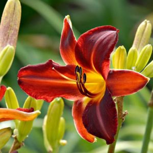 Hemerocallis Chicago Blackout, Daylily Chicago Blackout, Day Lily Chicago Blackout, Chicago Blackout Daylily, Midseason Daylily, Black daylilies, Black Daylily, Black flowers, Black Hemerocallis