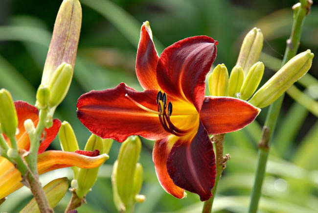 Hemerocallis Chicago Blackout, Daylily Chicago Blackout, Day Lily Chicago Blackout, Chicago Blackout Daylily, Midseason Daylily, Black daylilies, Black Daylily, Black flowers, Black Hemerocallis