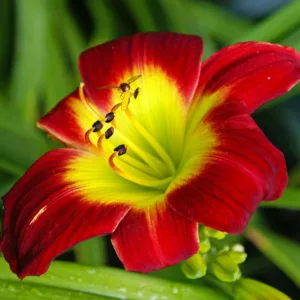 Hemerocallis Christmas Is, Daylily Christmas Is, Day Lily Christmas Is, Christmas Is Daylily, Early Midseason Daylily, Red daylilies, Red Daylily, Day Lilies, Red flowers, Red Hemerocallis